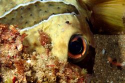 Hiding Boxfish: 100mm Canon 20D by Clive Ferreira 